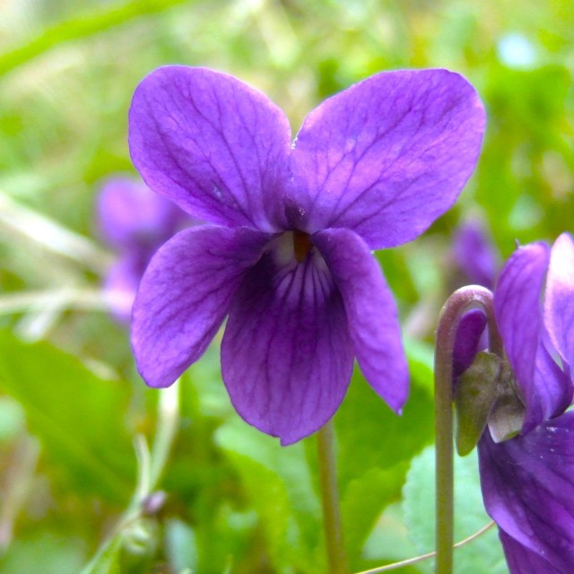 Naslovna » naslovna